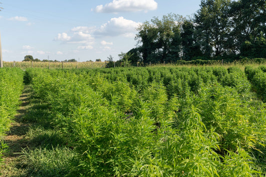 The environmental impact of CBD: Are CBD Drinks Sustainable?